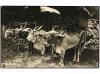 ✉ MALAYA. 1921. IPOH (Perak) to GERMANY. Postcard posted in 