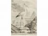 [1749-1789]. LIBRO. (PRIMERA EDICION). BUFFON, GEORGES LOUIS
