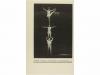 1947. LIBRO. (CIRCO-1ª EDICION). GASCH, SEBASTIAN:. EL CIRCO