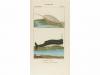 1816-1830. LIBRO. (BIOLOGÍA). TURPIN, P. J. F; CLOQUET, HIPP