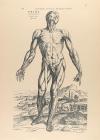 1940. GRABADO. (FACSÍMIL-MEDICINA). VESALII, ANDREAE:. SELEC