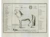1817. LIBRO. (MILITARIA-CABALLERIA). PRONTUARIO DE VOCES PAR