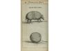1675. LIBRO. (CIENCIAS-NATURALEZA). REDI, FRANCISCI:. EXPERI