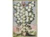 1683. MANUSCRITO. (EJECUTORIA-CARLOS II). ASCENDENCIA Y GENE