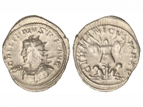 Lot 2559