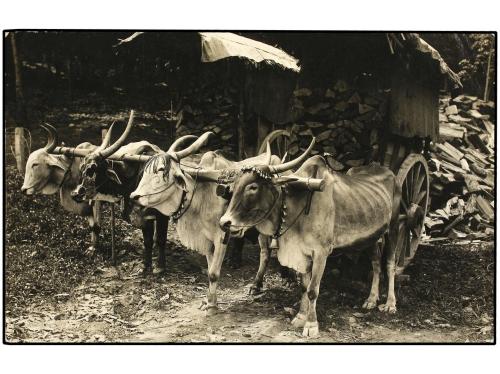 ✉ MALAYA. 1921. IPOH (Perak) to GERMANY. Postcard posted in 