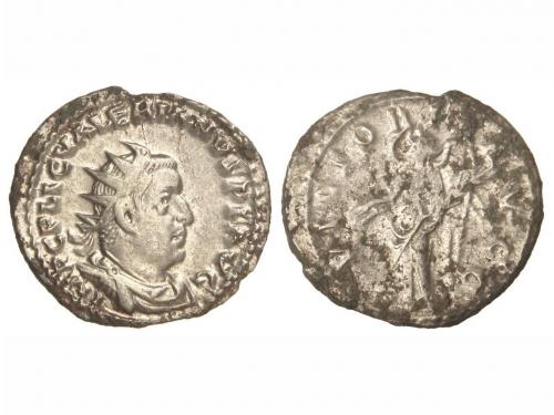 Lot 2554