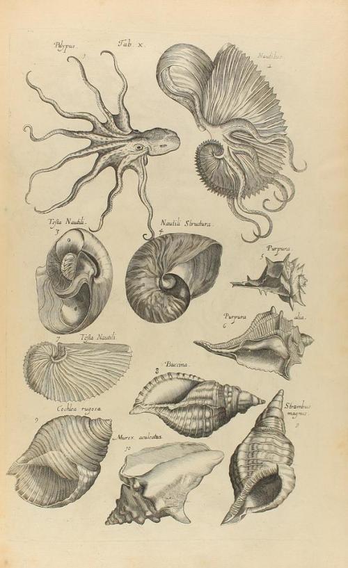 1767. LIBRO. (ZOOLOGÍA). JONSTONUS, JOHANNES:. HISTORIAE NAT