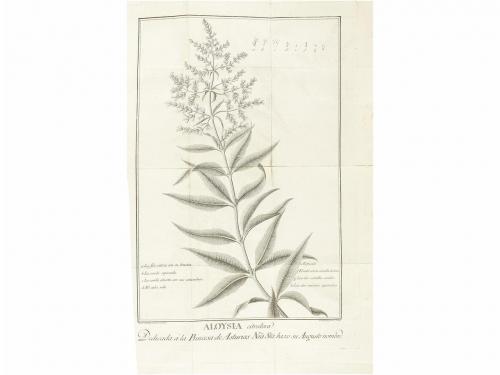Lot 809