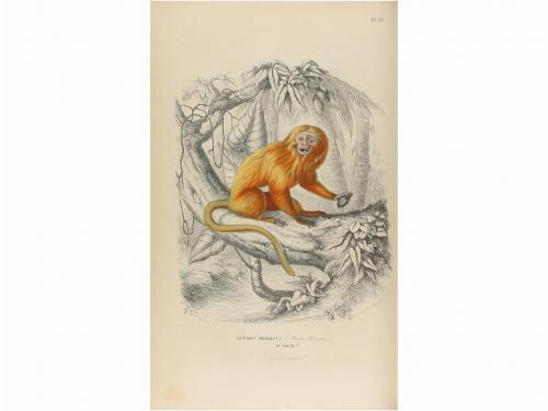 1854. LIBRO. (BIOLOGÍA). GERVAIS, PAUL:. HISTOIRE NATURELLE 