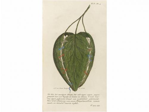 1778-1779. LIBRO. (CIENCIA). MARTINET, JOANNES FLORENTIUS:. 