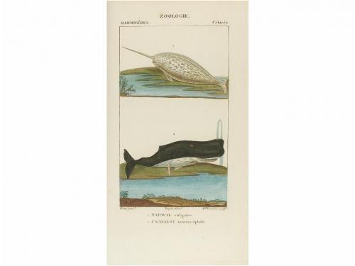 1816-1830. LIBRO. (BIOLOGÍA). TURPIN, P. J. F; CLOQUET, HIPP