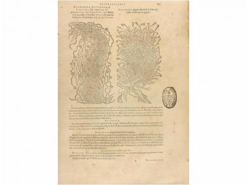 [1576]. LIBRO. (BOTÁNICA). LOBEL, MATTHIAS DE:. PLANTARUM SE