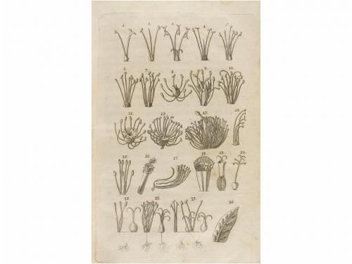 1795. LIBRO. (CIENCIAS-BOTÁNICA). GOMEZ DE ORTEGA, CASIMIRO: