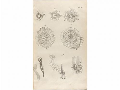 1686. LIBRO. (CIENCIAS). MALPIGHII, MARCELLI:. OPERUM [ANATO