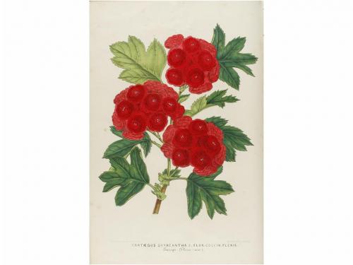 1867-1879. REVISTA. (BOTÁNICA). L'ILLUSTRATION HORTICOLE. JO