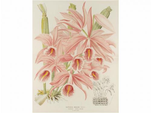 1867-1879. REVISTA. (BOTÁNICA). L'ILLUSTRATION HORTICOLE. JO