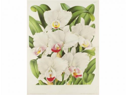 1867-1879. REVISTA. (BOTÁNICA). L'ILLUSTRATION HORTICOLE. JO