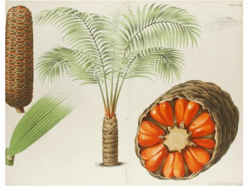 1867-1879. REVISTA. (BOTÁNICA). L'ILLUSTRATION HORTICOLE. JO