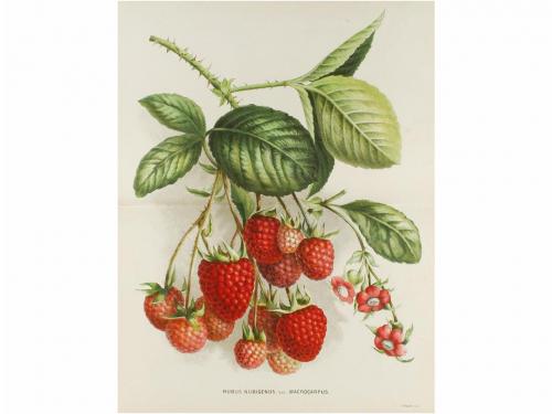 1867-1879. REVISTA. (BOTÁNICA). L'ILLUSTRATION HORTICOLE. JO