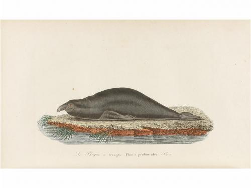 1839. LIBRO. [BIOLOGÍA]. LESSON, RENE PRIMEVERE:. VOYAGE AUT