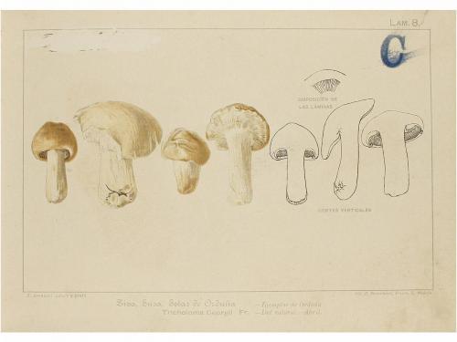 1897. LIBRO. (MICOLOGÍA). ARANZADI, TELESFORO DE:. SETAS Ú H