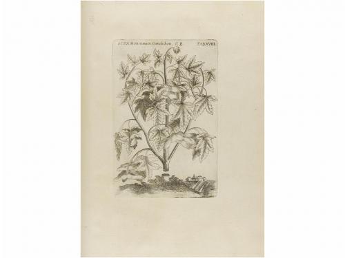 1762-1784. LIBRO. (CIENCIAS-FLORA). QUER, JOSEPH:. FLORA ESP