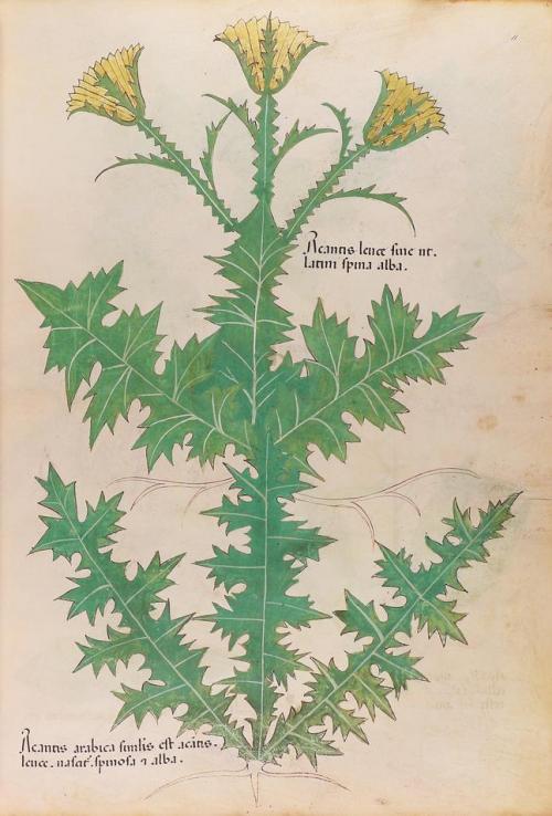 2011. LIBRO. (FACSÍMIL). TRACTATUS DE HERBIS. Barcelona: Ed.