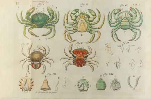 1759-1765. LIBRO. (CIENCIAS). BASTERI, JACOBI:. OPUSCULA SUB