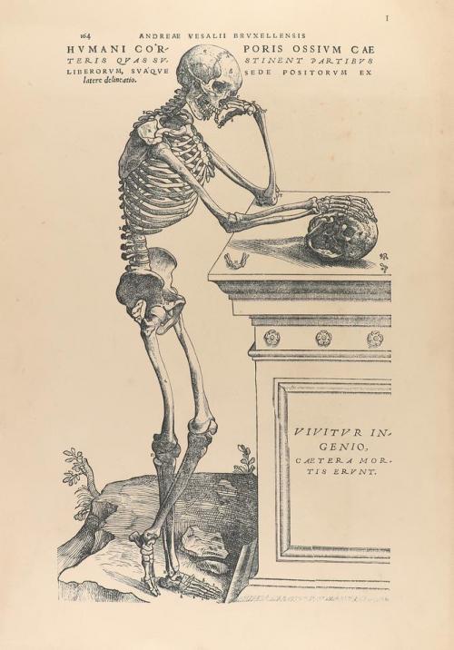 1940. GRABADO. (FACSÍMIL-MEDICINA). VESALII, ANDREAE:. SELEC