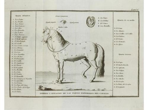 1817. LIBRO. (MILITARIA-CABALLERIA). PRONTUARIO DE VOCES PAR