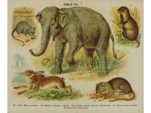 1920 ca. LIBRO. (CIENCIAS NATURALES). PEQUEÑO ATLAS DE HISTO